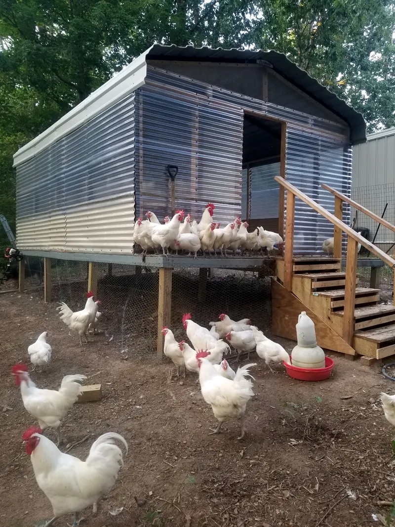 One of our Bresse coops with the flock roosting on the porch rail and roosters ranging below