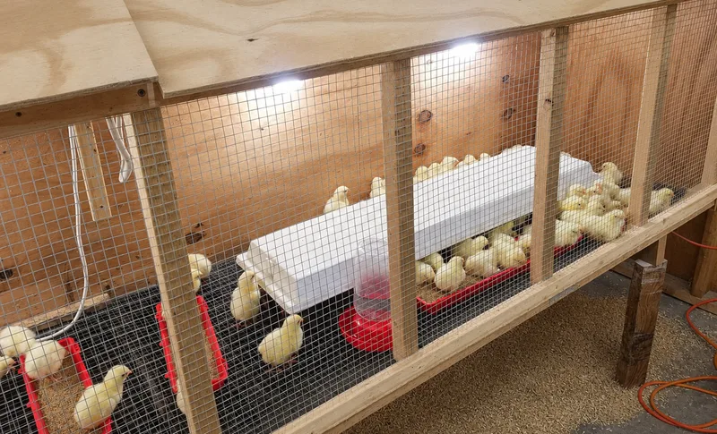 Our brooder full of chicks around the feeders and waterer, freshly cleaned