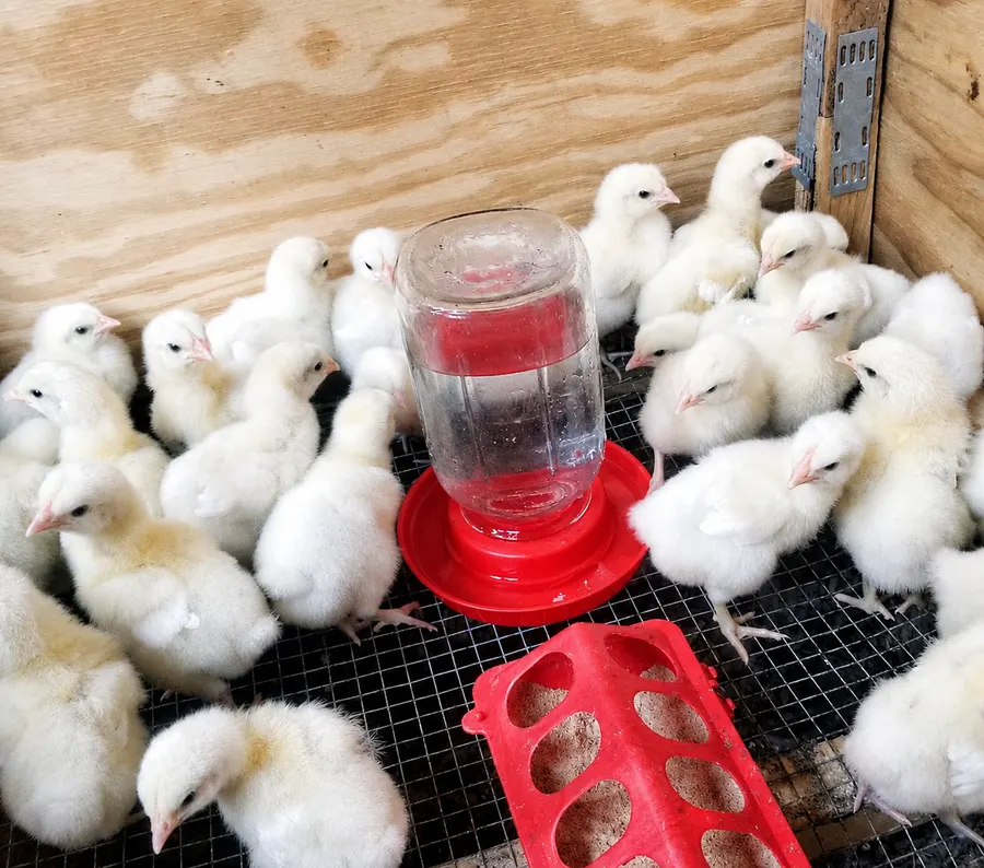 Young Bresse chicks gathered around the waterer in the brooder