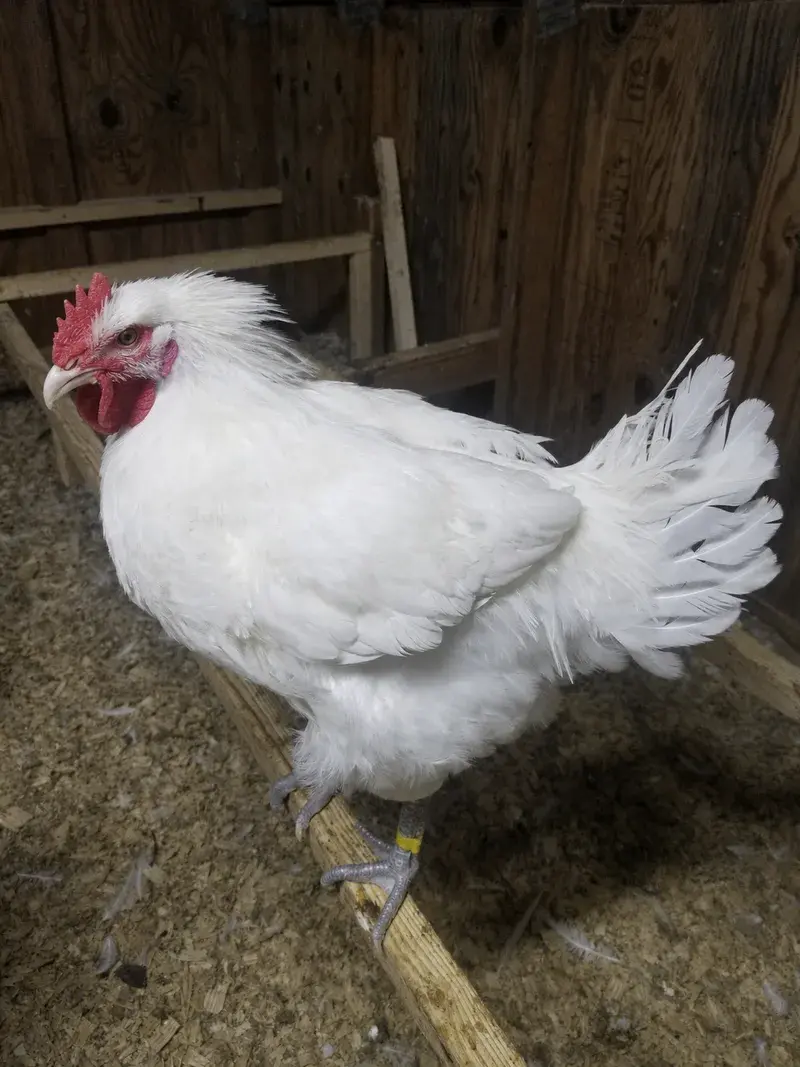 A young white American Bresse capon with a red comb perched on a wooden roost