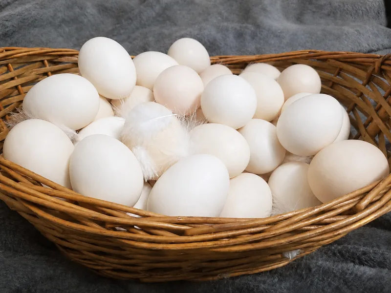 A wicker basket piled with white American Bresse hatching eggs, a downy feather resting on top