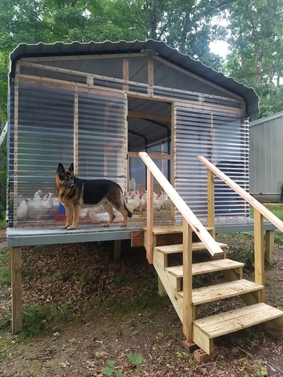 Our German Shepherd standing watch on the coop deck
