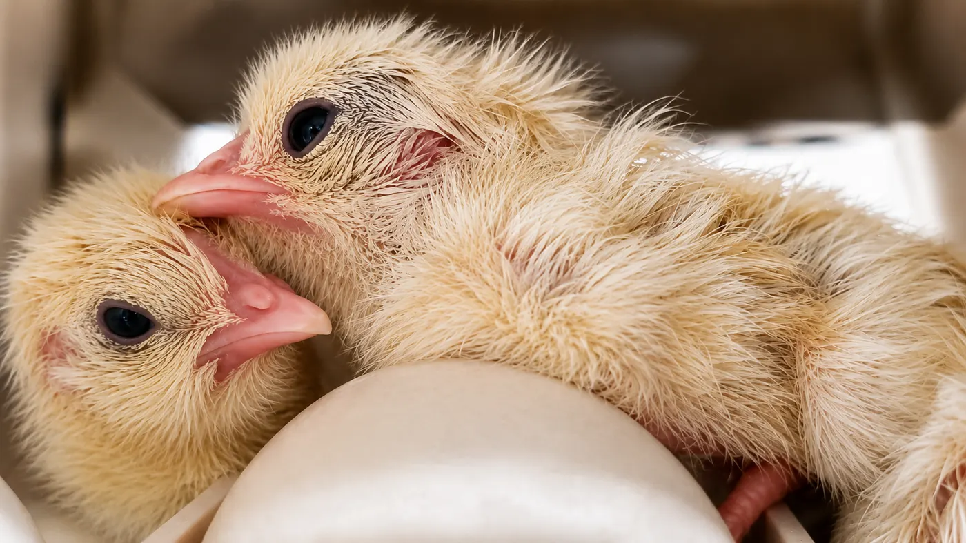Freshly hatched Bresse chicks beside an egg inside our incubator