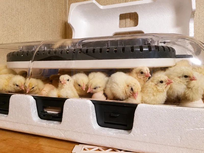 A tabletop incubator crowded with freshly hatched chicks under its clear dome
