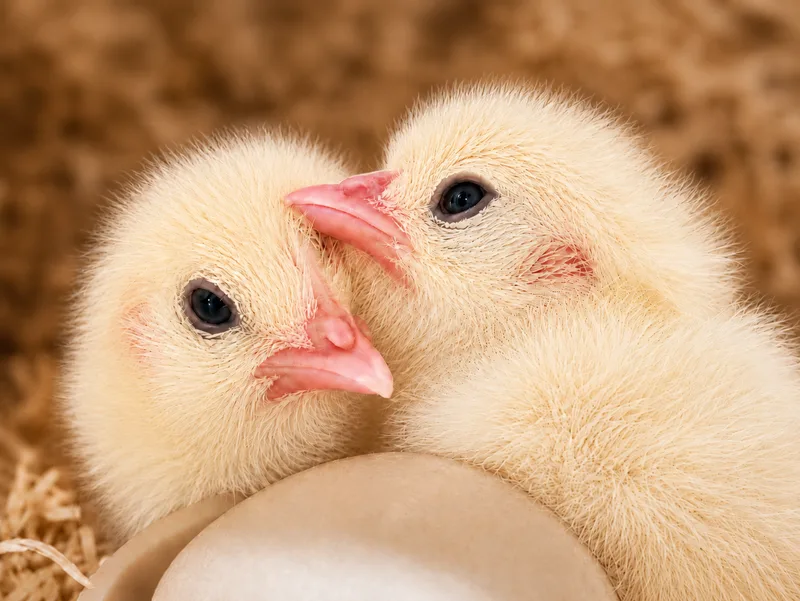 Two freshly hatched American Bresse chicks huddled together in the hatcher