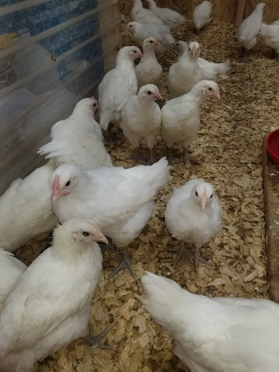 Young pullets and cockerels growing out on clean shavings