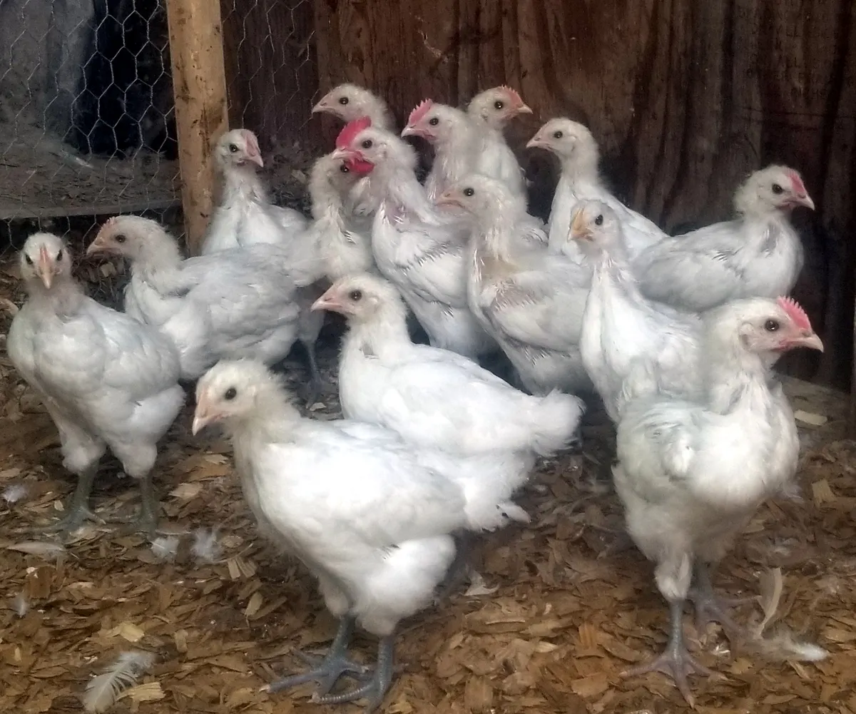A group of juvenile American Bresse in the run, mid-feather