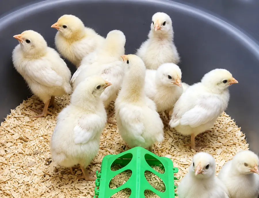 Fluffy three-day-old Bresse chicks in the brooder
